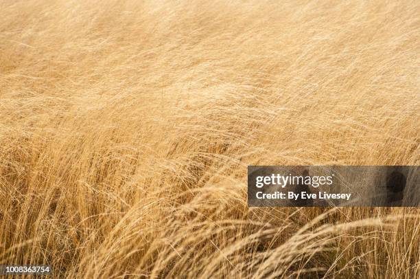 wheat background - rogge graan stockfoto's en -beelden