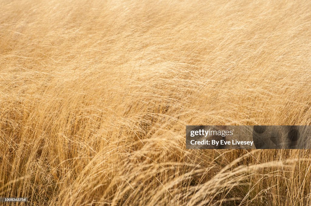 Wheat Background