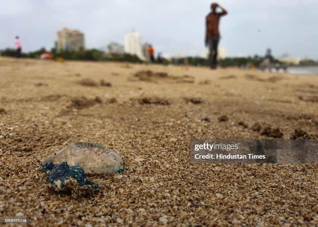 Portuguese Man O' War Washed On Shore