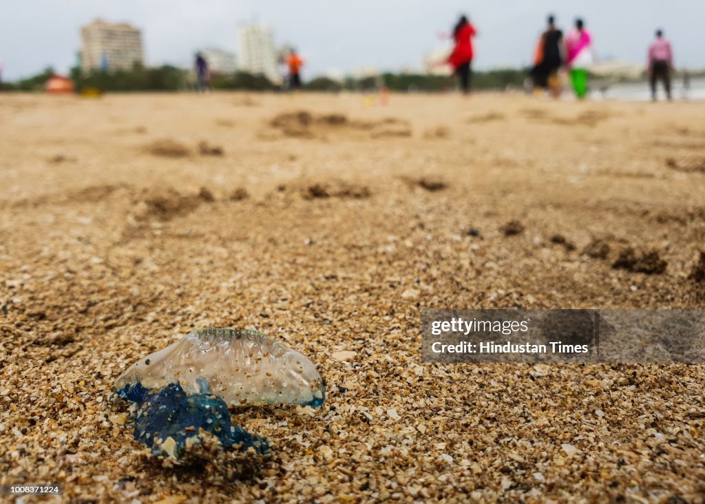 Portuguese Man O' War Washed On Shore