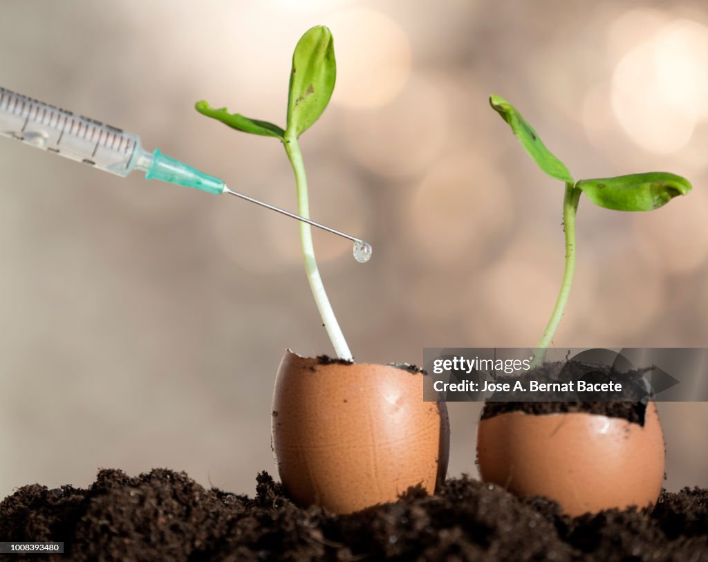 Science Injection Photo Hand Of A Scientist With A Syringe Injecting Liquid To A Plant In An ...