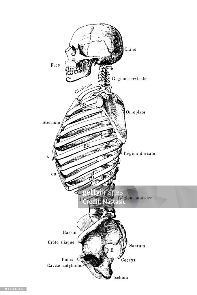Skeleton upper part ,side view