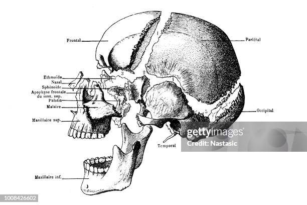 ilustrações, clipart, desenhos animados e ícones de ossos do crânio humanos com rótulos - sutura