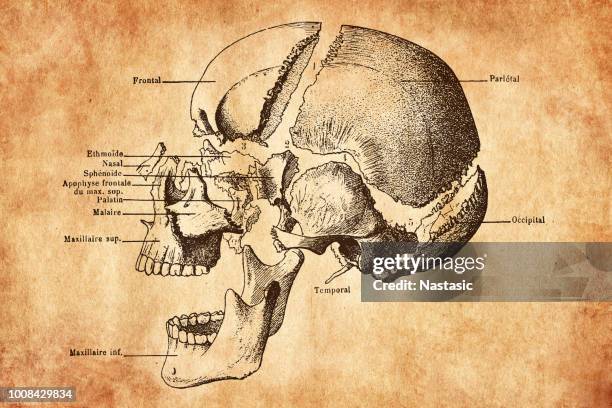 ラベルを持つ人間の頭蓋骨の骨 - suture点のイラスト素材／クリップアート素材／マンガ素材／アイコン素材