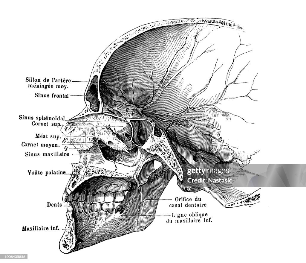Human skull section