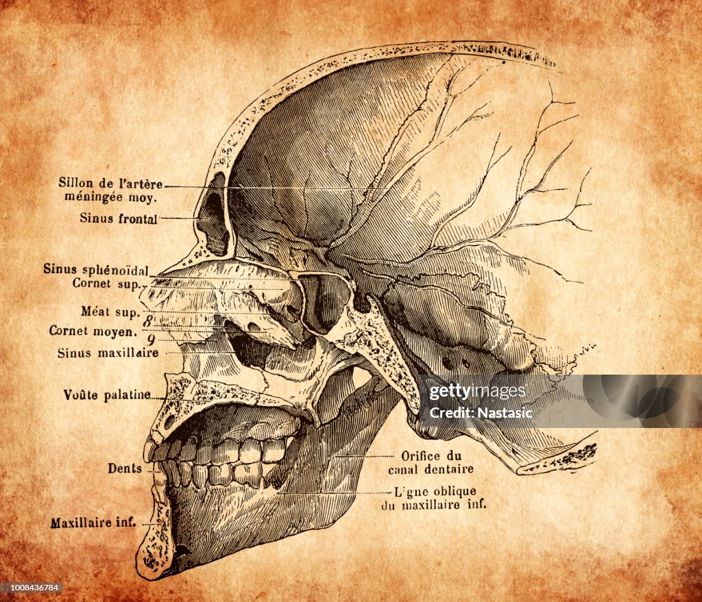 Human skull section