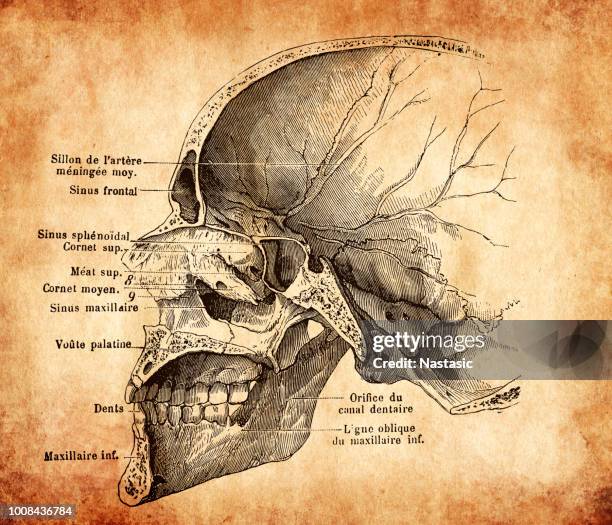 human skull section - fauces stock illustrations