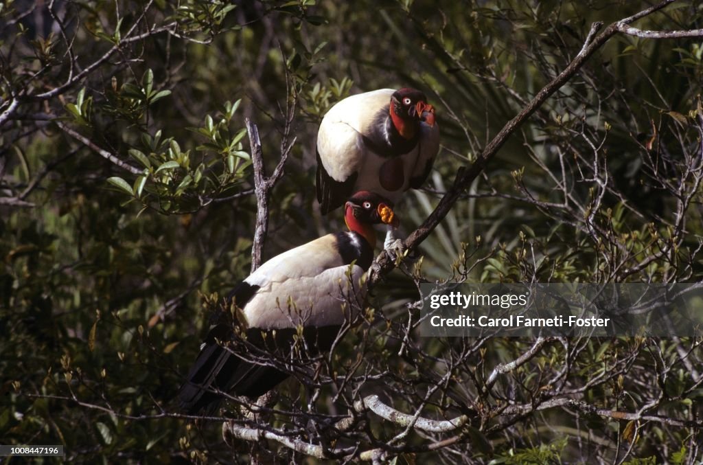 King Vultures looking down from trees in Belize