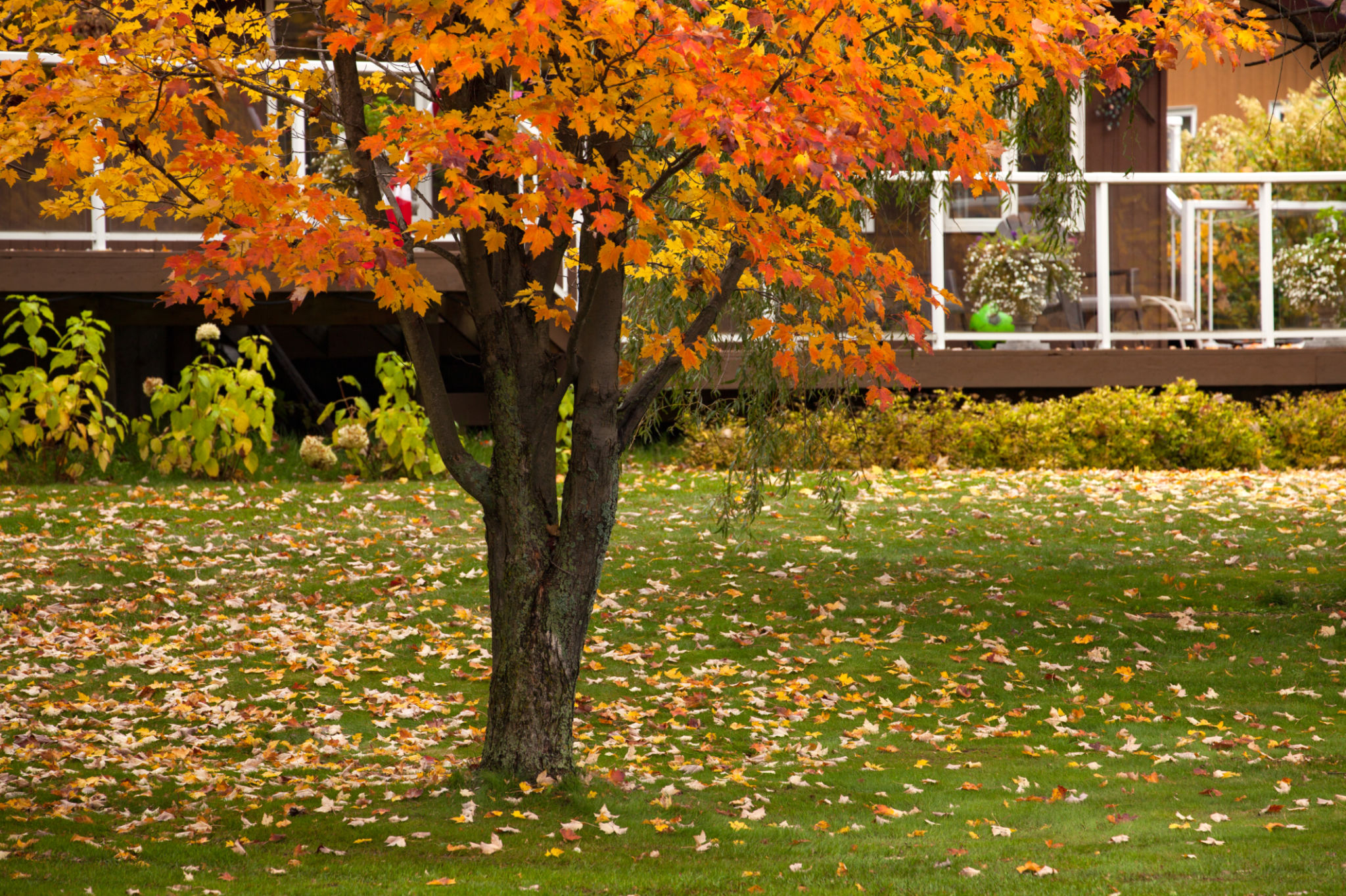 fall lawn
