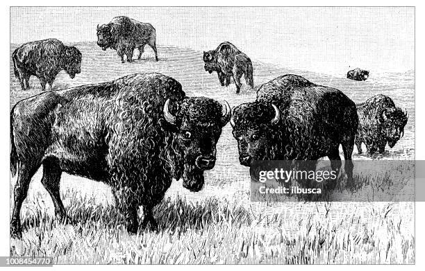 antique scientific engraving illustration: bisons - african buffalo stock illustrations