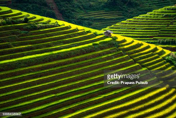 world heritage ifugao rice terraces - reisterrasse stock-fotos und bilder