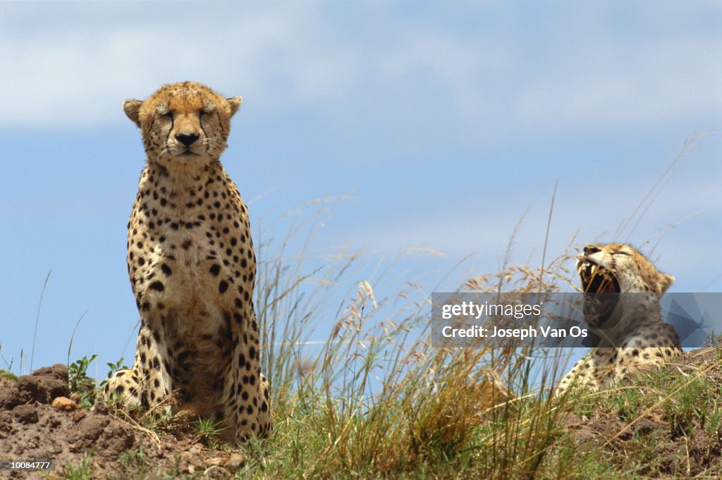 CHEETAHS AT MASAI MARA NATIONAL PARK IN KENYA