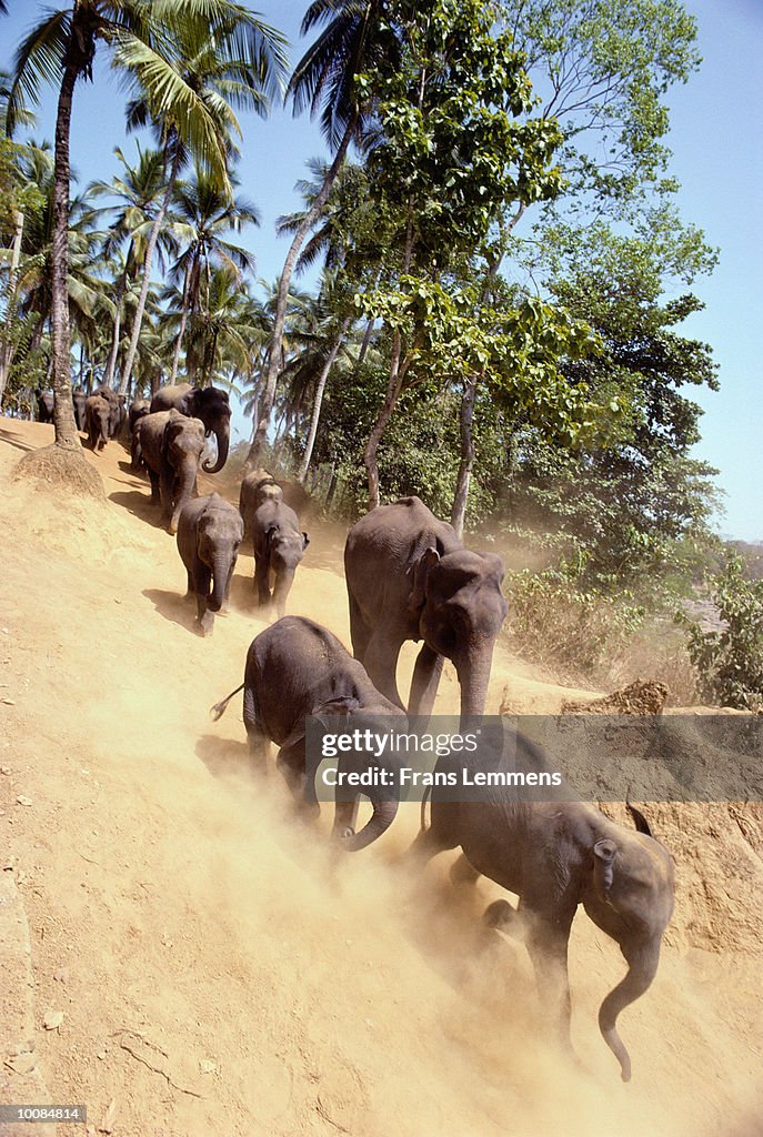 ELEPHANT ORPHANAGE IN SRI LANKA