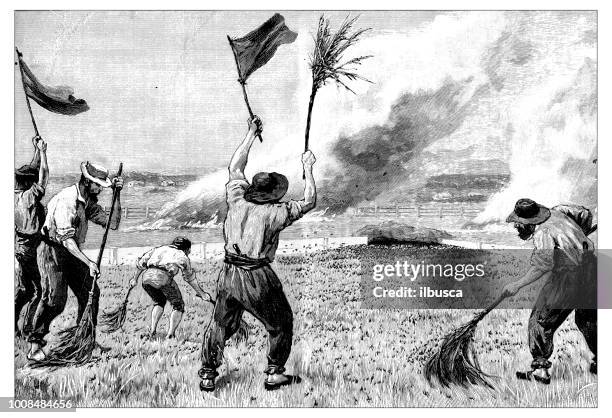 antique scientific engraving illustration: grasshopper - locust stock illustrations