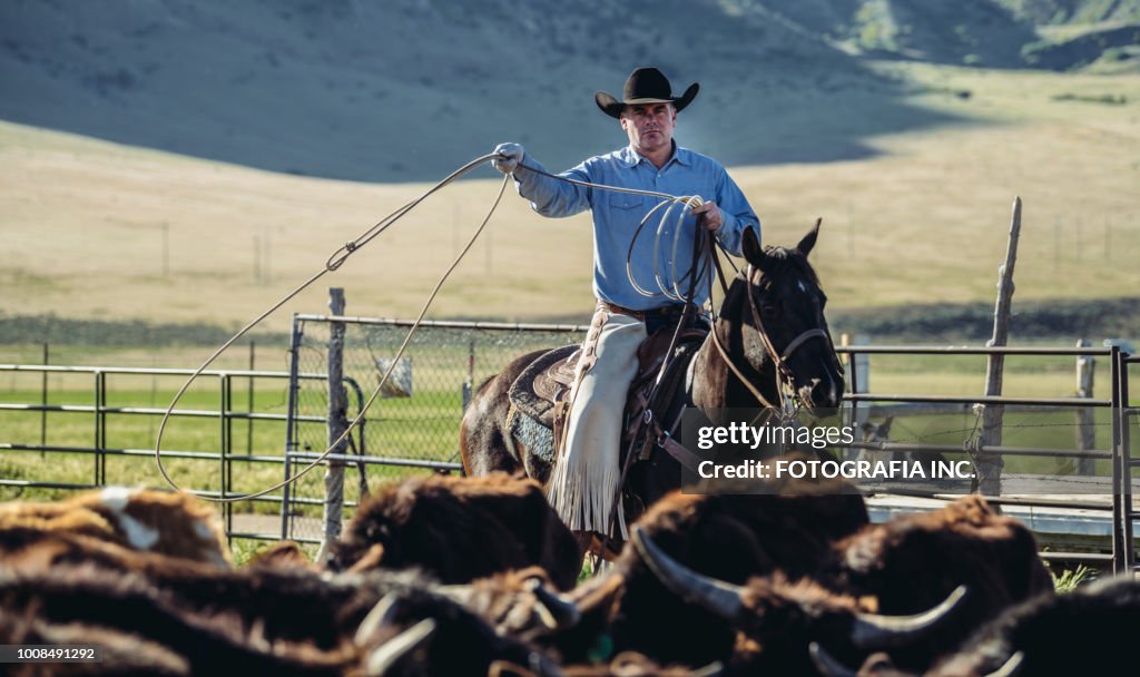 Cattle roping in Utah