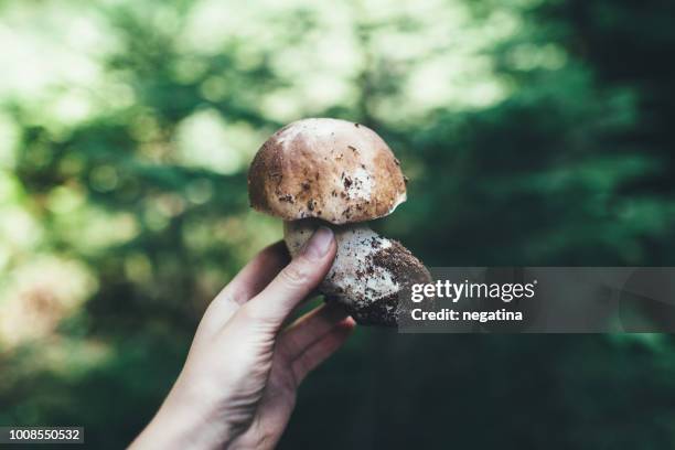hand of young woman holding porcini in the forest - porcini mushroom stock pictures, royalty-free photos & images