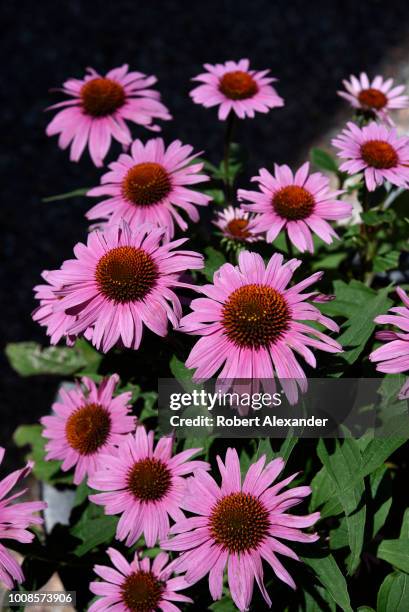 Purple cornflower plant blooms in Santa Fe, New Mexico.