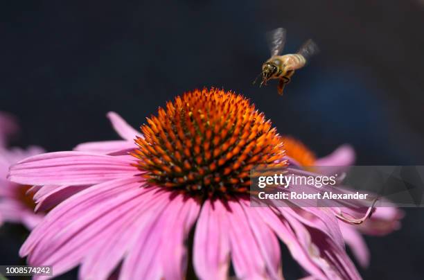 Honey bee visits a purple cornflower blossom in Santa Fe, New Mexico.