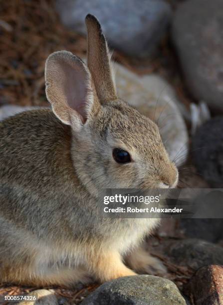 Desert Rabbit Large Ears Desert Rabbit Photos and Premium High Res Pictures - Getty Images