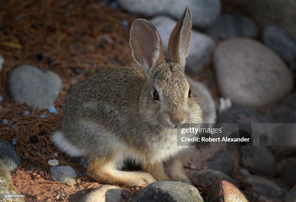A young Desert Cottontail rabbit searches for food near Santa Fe, New ...