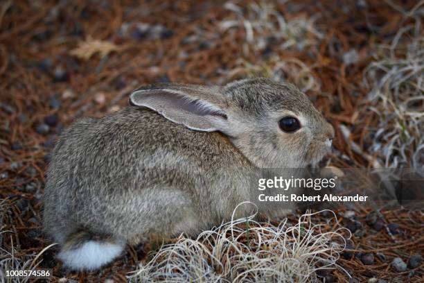 Young Desert Cottontail rabbit hunkers down near Santa Fe, New Mexico.