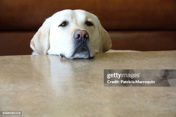 dog on a ferry boat - yellow labrador retriever stock pictures, royalty-free photos & images