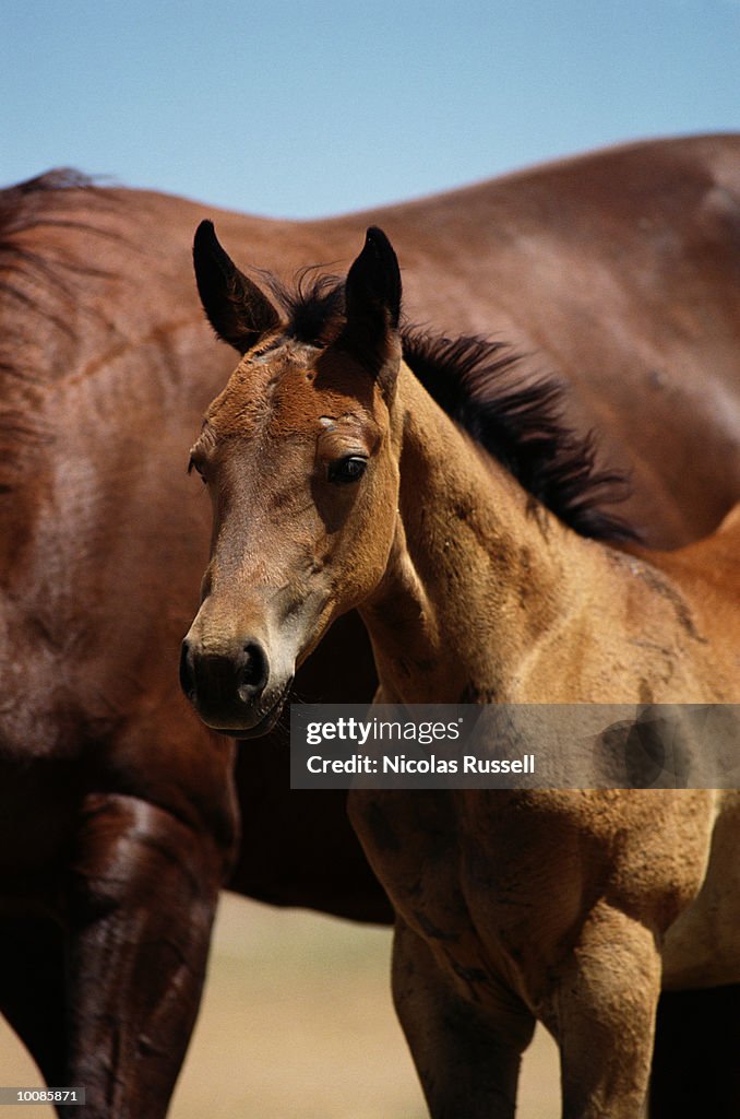 COLT ON DEAD HORSE RANCH IN RIBERA, NEW MEXICO