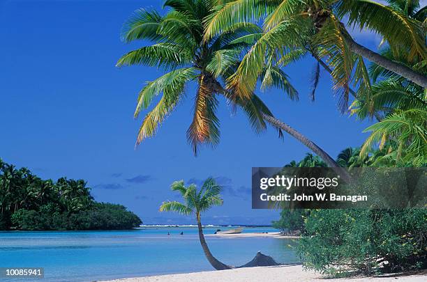 beach, trees, and lagoon in cook islands, polynesia - cook islands stock pictures, royalty-free photos & images