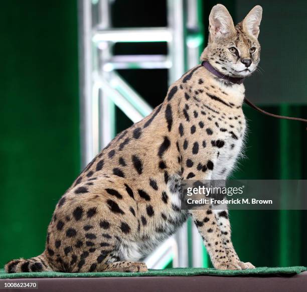 Tag an African serval cat of the television show "Super Cats, A Nature Miniseries" on stage during the PBS segment of the Summer 2018 Television...