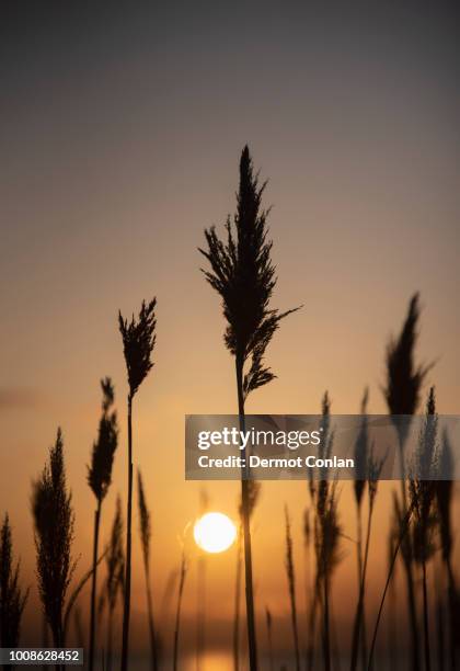silhouettes of grass at sunset - marram grass stock pictures, royalty-free photos & images
