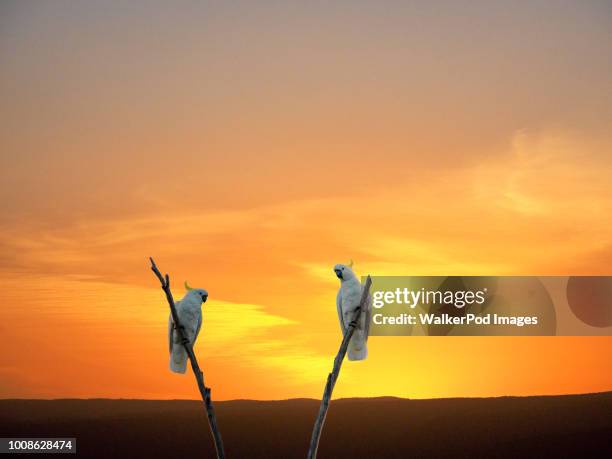 cockatoos on branches at sunset - cacatúa fotografías e imágenes de stock