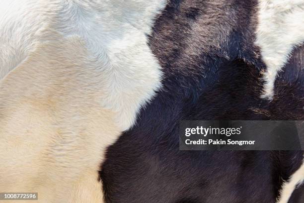 cow background - hairy stock pictures, royalty-free photos & images