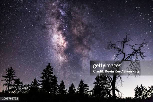 milky way over silhouettes of pine trees and one oak tree - pinus jeffreyi stock pictures, royalty-free photos & images