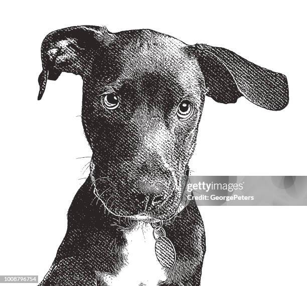 stockillustraties, clipart, cartoons en iconen met labrador retriever puppy hondje in een dierenasiel in de hoop te worden vastgesteld - zwarte-labrador-retriever