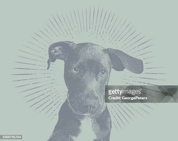 labrador retriever welpe hund in ein tierheim, in der hoffnung, angenommen werden - labrador stock-grafiken, -clipart, -cartoons und -symbole