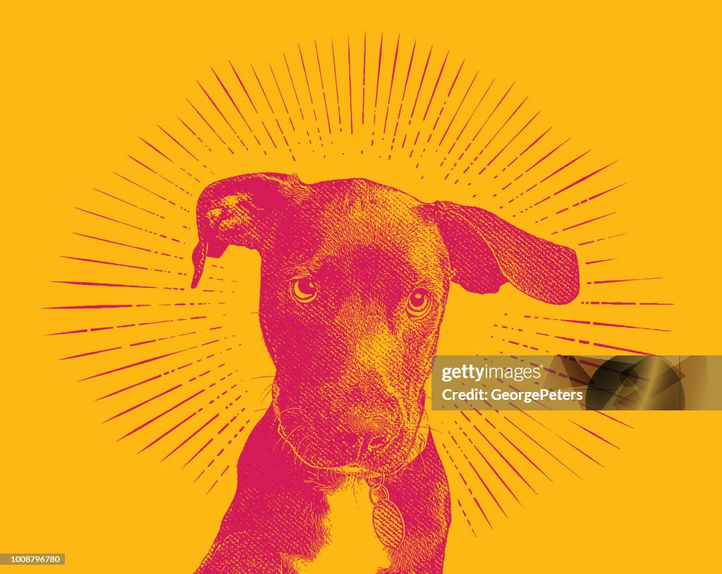 Labrador Retriever puppy dog in an animal shelter hoping to be adopted