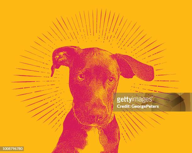 labrador retriever puppy dog in an animal shelter hoping to be adopted - veterinary surgery stock illustrations