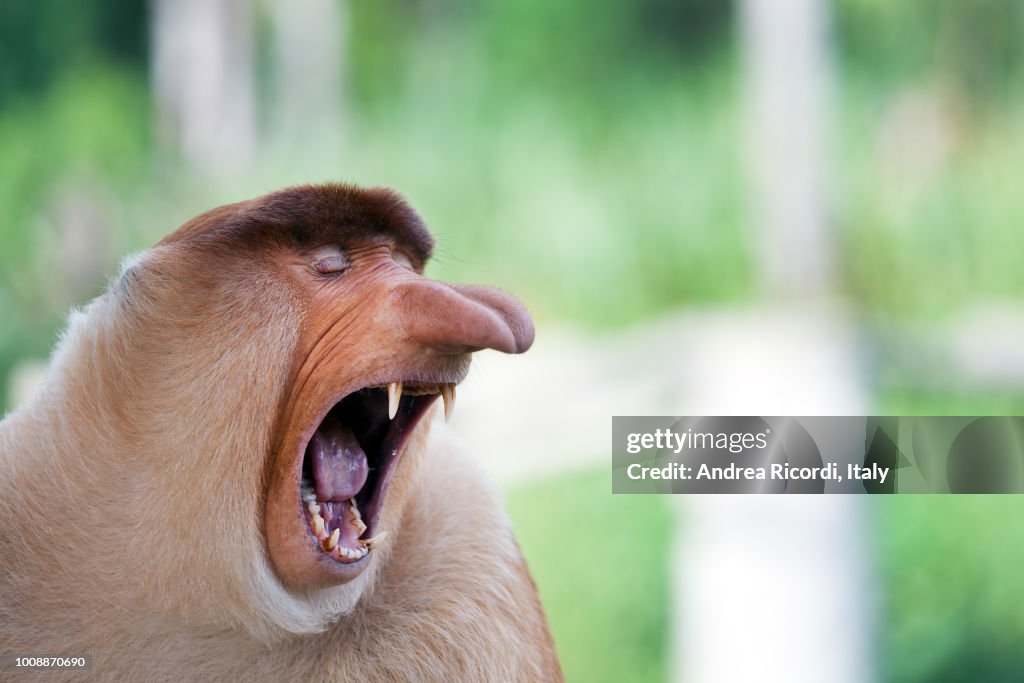 Long nose monkey yawning, Sabah, Borneo, Malaysia
