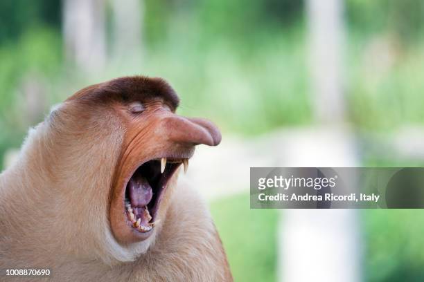 long nose monkey yawning, sabah, borneo, malaysia - gähnen stock-fotos und bilder