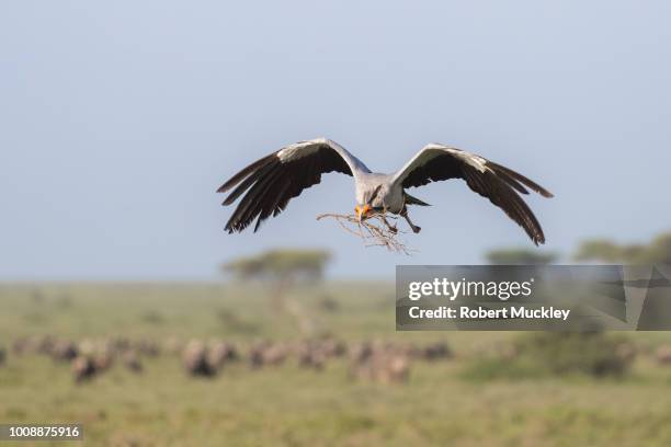 Secretary Bird Rsa The Secretary Bird Photos and Premium High Res Pictures - Getty Images