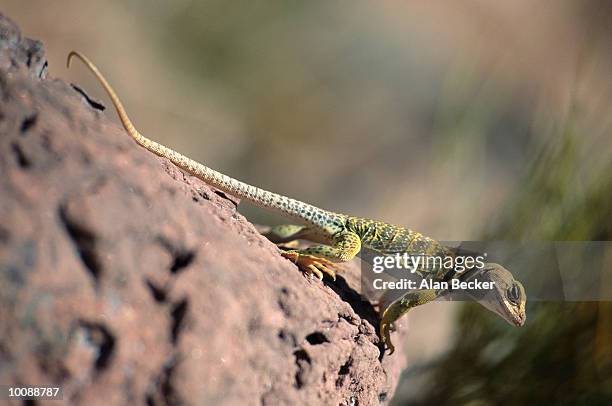 collared lizard at moab, utah - crotaphytidae stock pictures, royalty-free photos & images