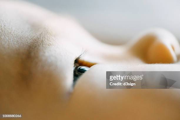 close up of asian babys eye - extreme close up baby stock pictures, royalty-free photos & images