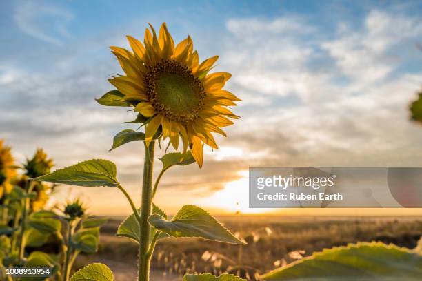 sun flower during sunset - girasol fotografías e imágenes de stock