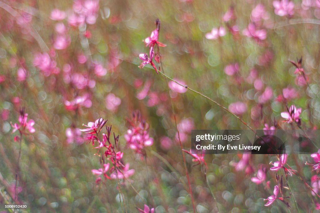 Siskiyou Pink Flowers