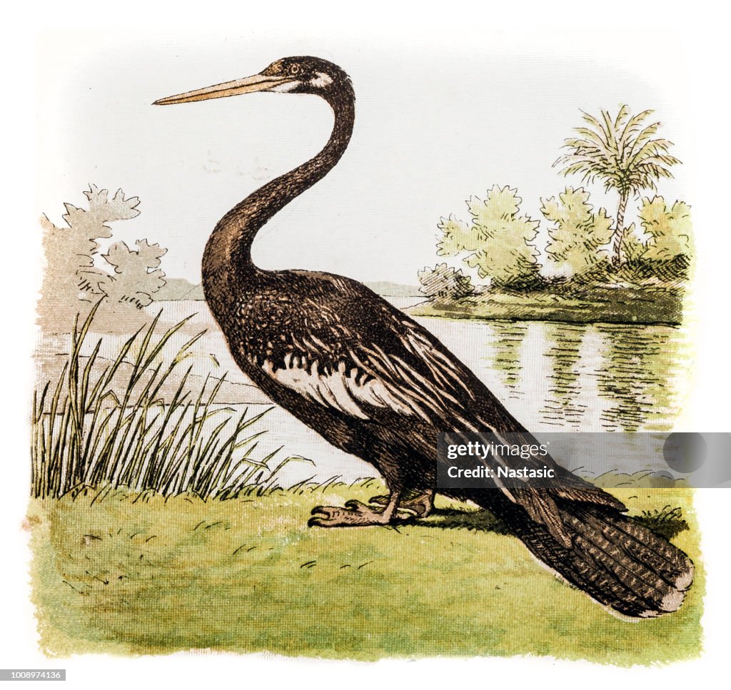 Plotus levaillanti (Levaillant's Darter)