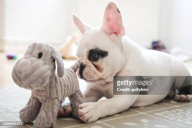 franse bulldog puppy spelen met speelgoed van de hond. - dog's toy stockfoto's en -beelden