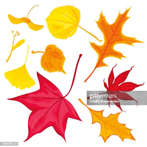 set of autumn leaves - maple keys stock illustrations
