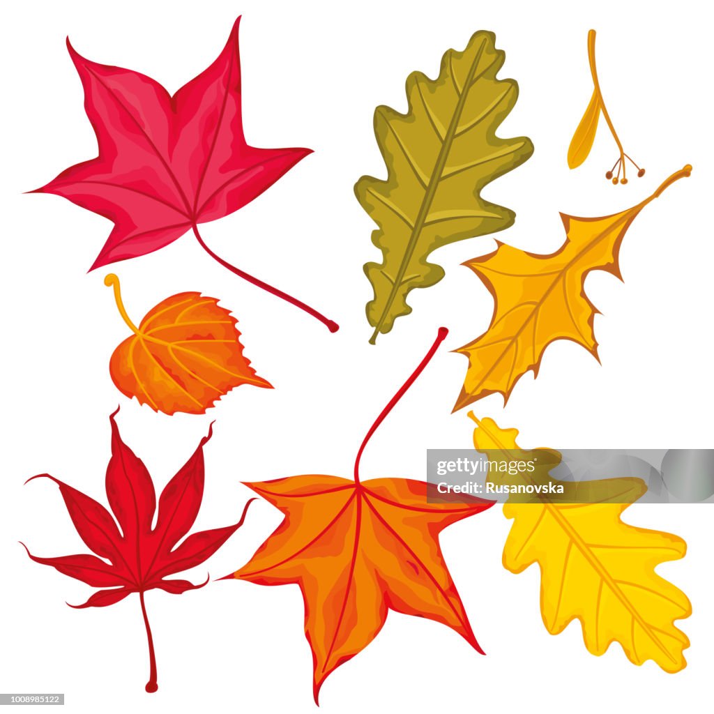 Set of Autumn Leaves