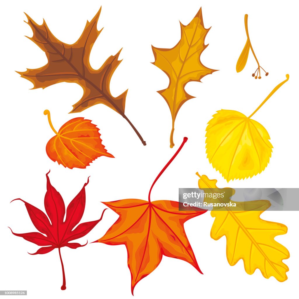 Set of Autumn Leaves