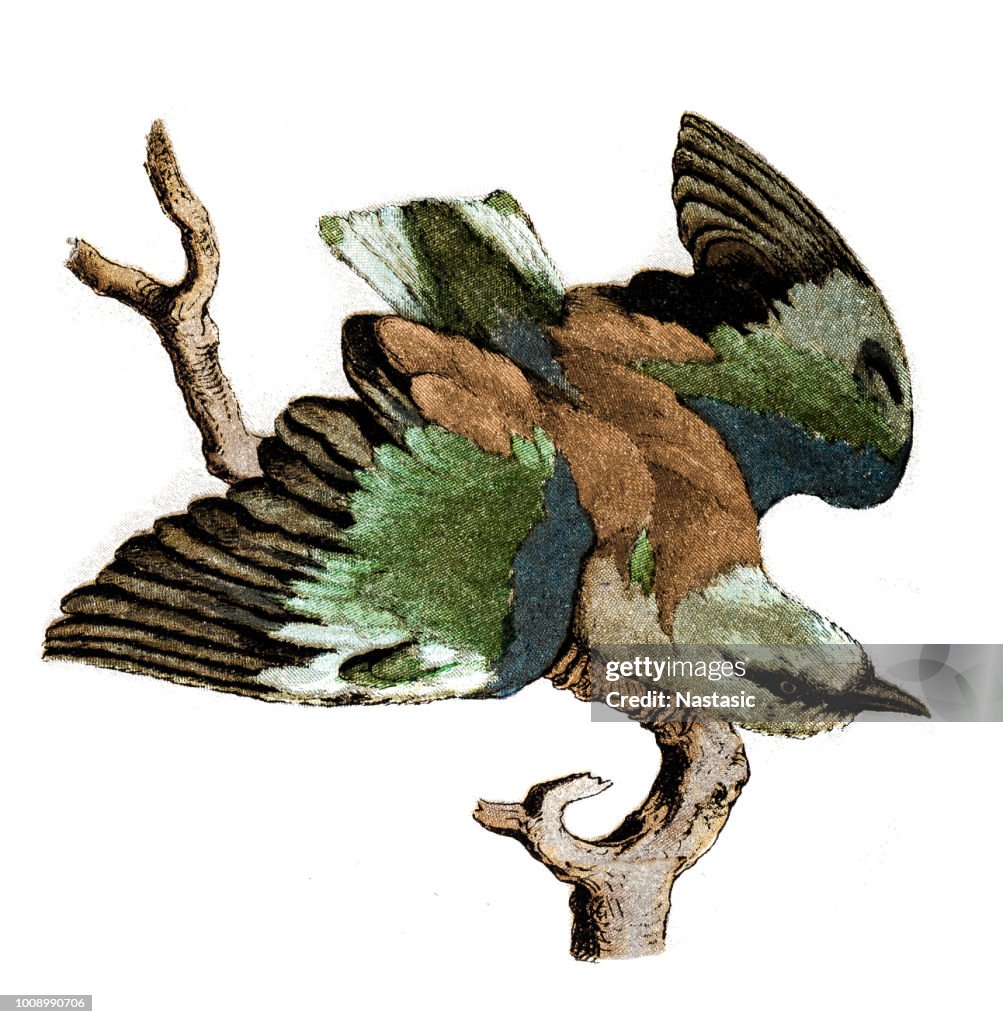 The European roller (Coracias garrulus)